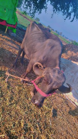 થંબનેલ 2