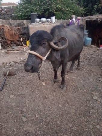 4 વેતર માં