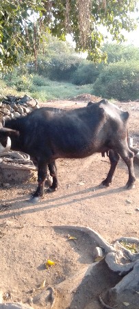 ભેંસ વેચવાની છે