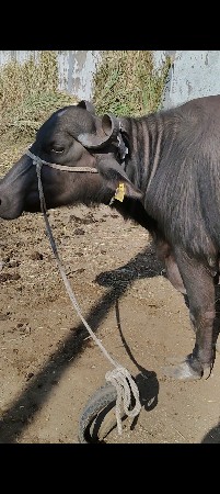 थंबनेल 3