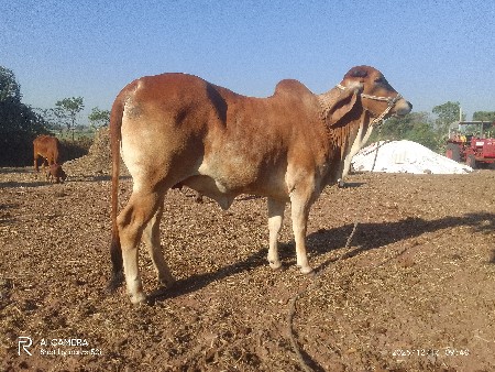 थंबनेल 3