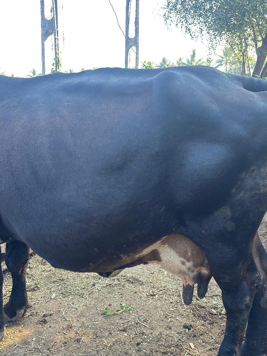 થંબનેલ 3