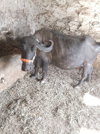 થંબનેલ 2