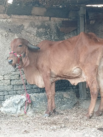 થંબનેલ 3