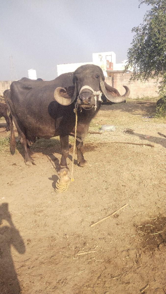 थंबनेल 3