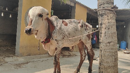 थंबनेल 3