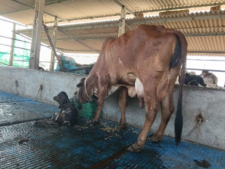 થંબનેલ 3