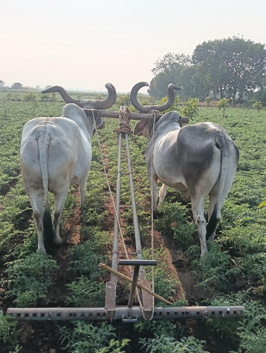 બળદ વેચવાના છે