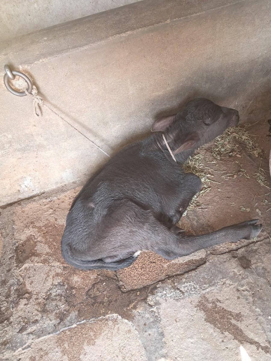 ખળેલી વેચવાની છે