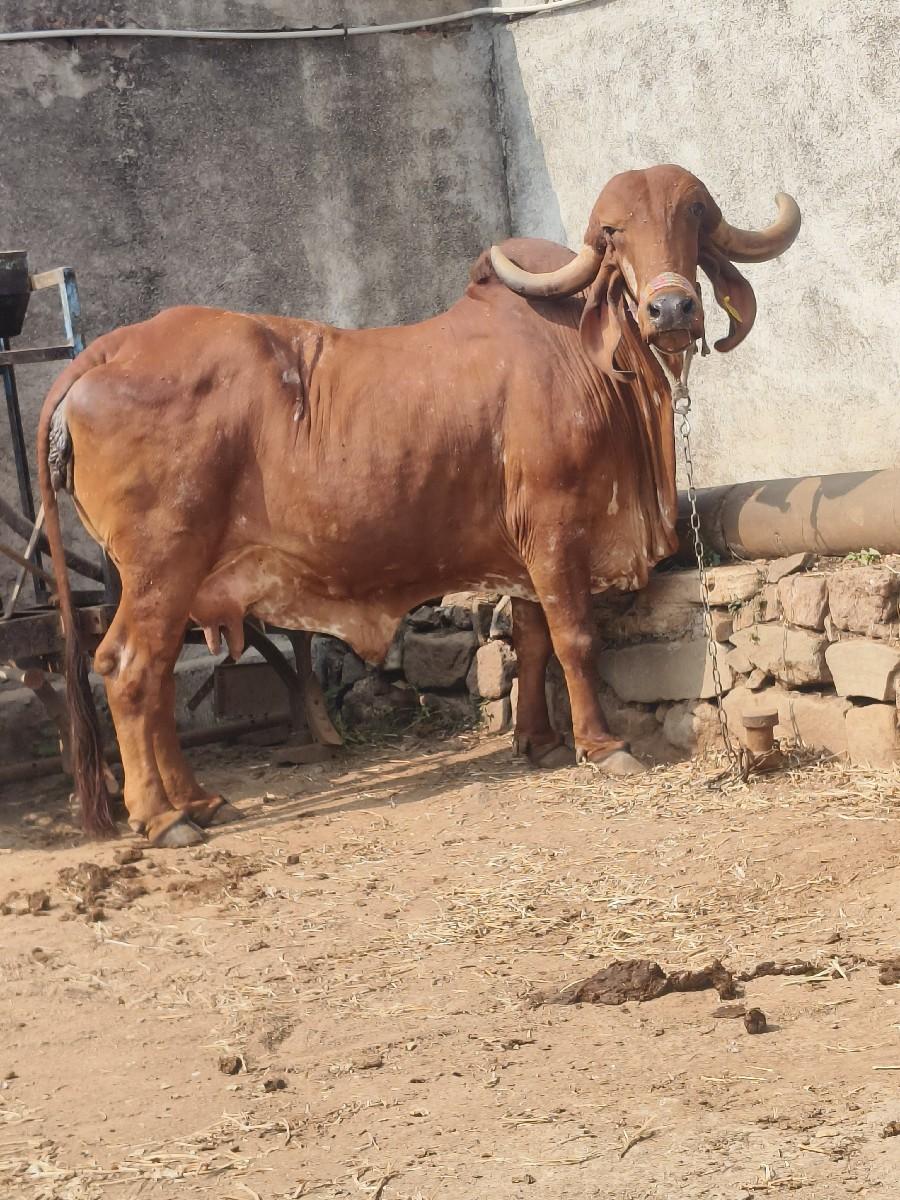 ત્રણ ગાયું વેચવાની છે ગીર