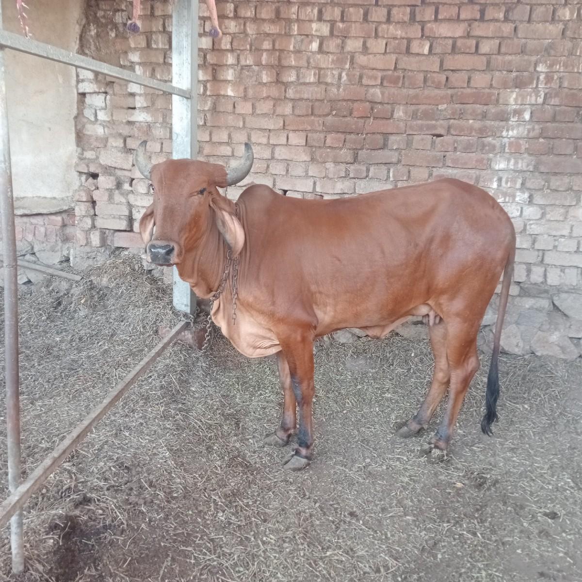 थंबनेल 3