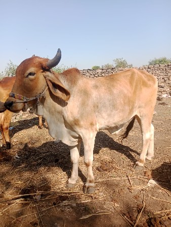 थंबनेल 2