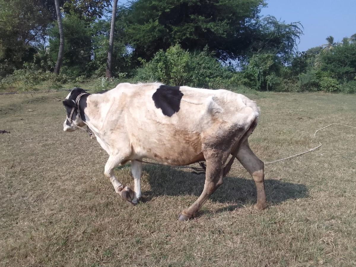 થંબનેલ 2