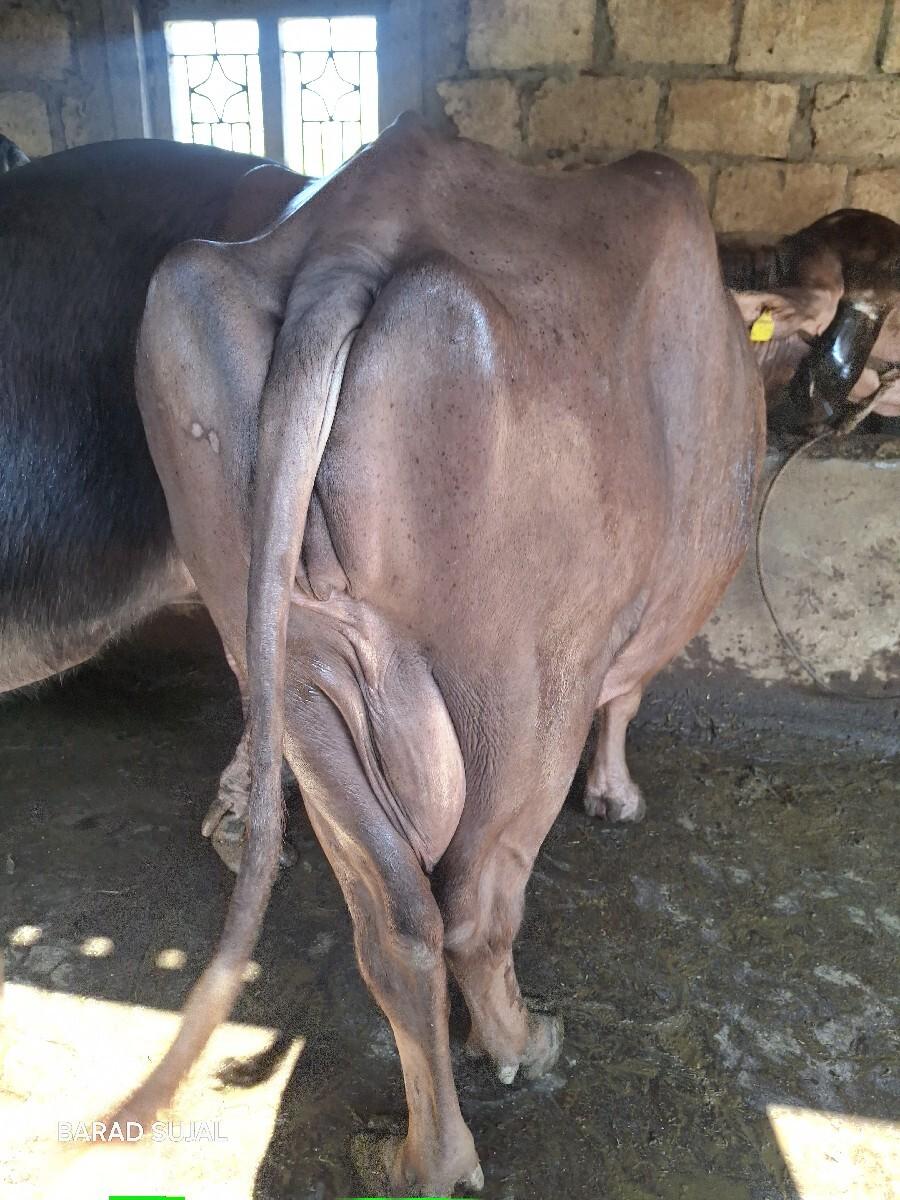 थंबनेल 3