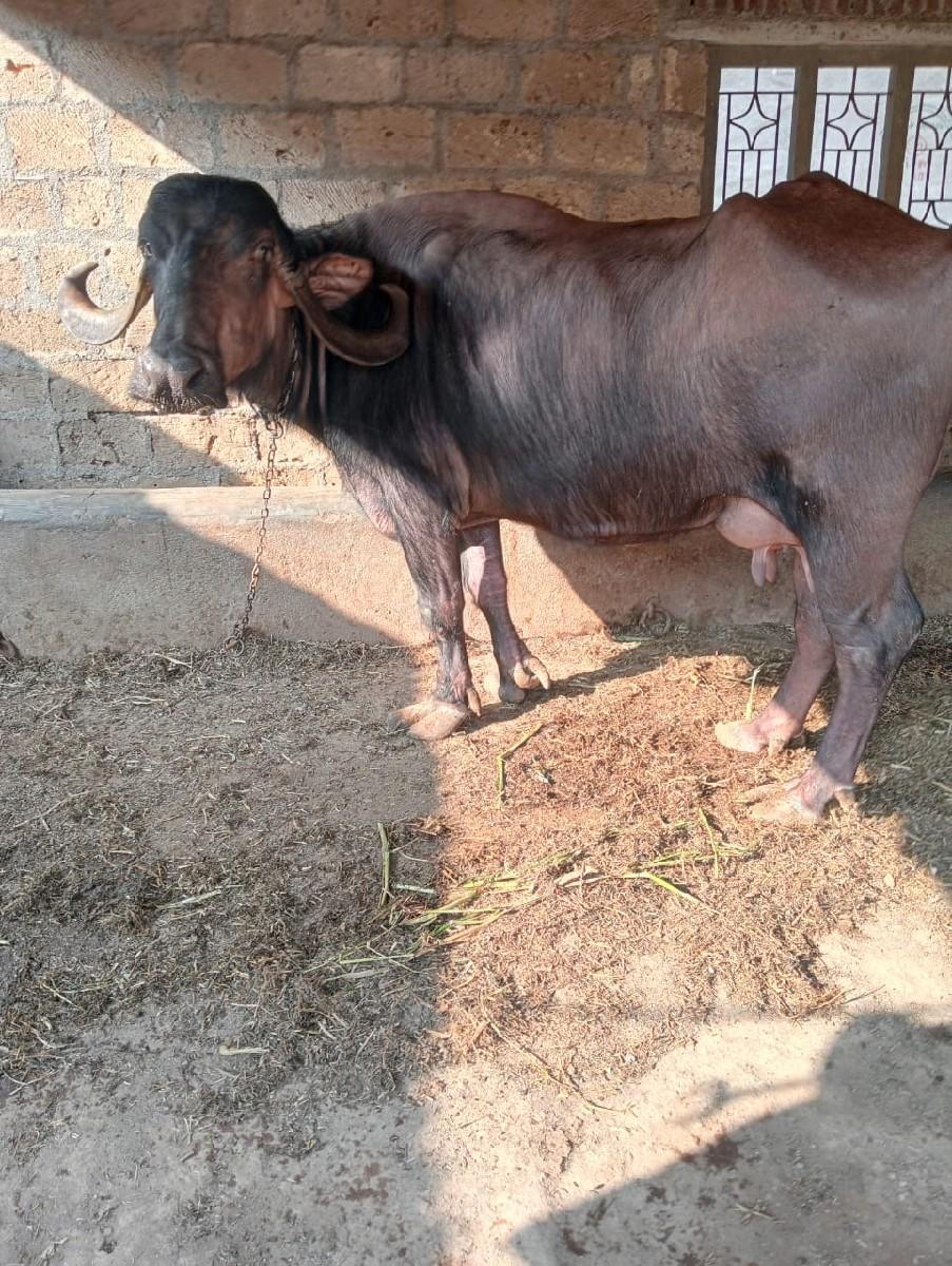 ભેંશ વેચવાની