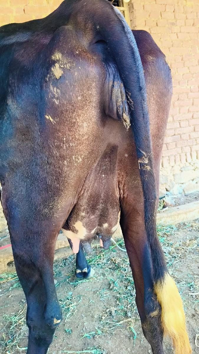 थंबनेल 2