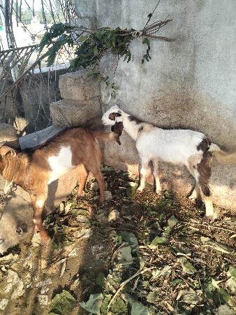 બકરા વેચવાના છે