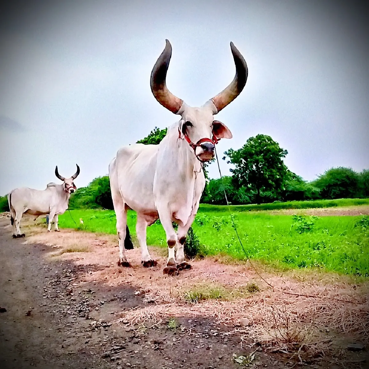 બળદ વેચવાના છે