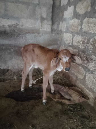 ગીર ગાય વેચવાની છે