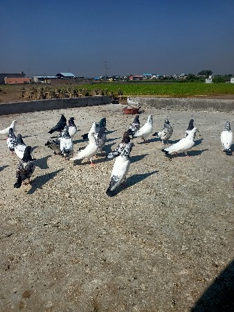 थंबनेल 3