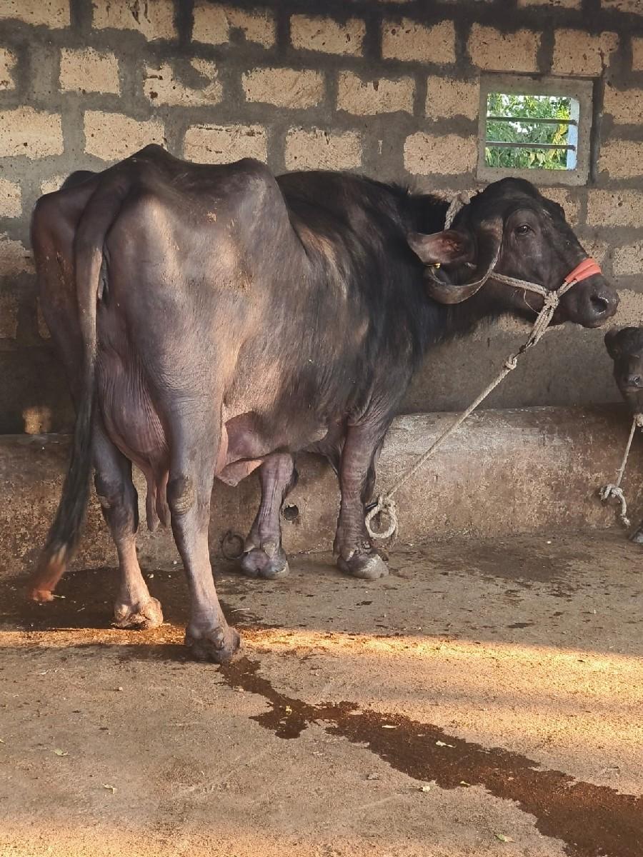 थंबनेल 3