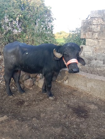 થંબનેલ 3