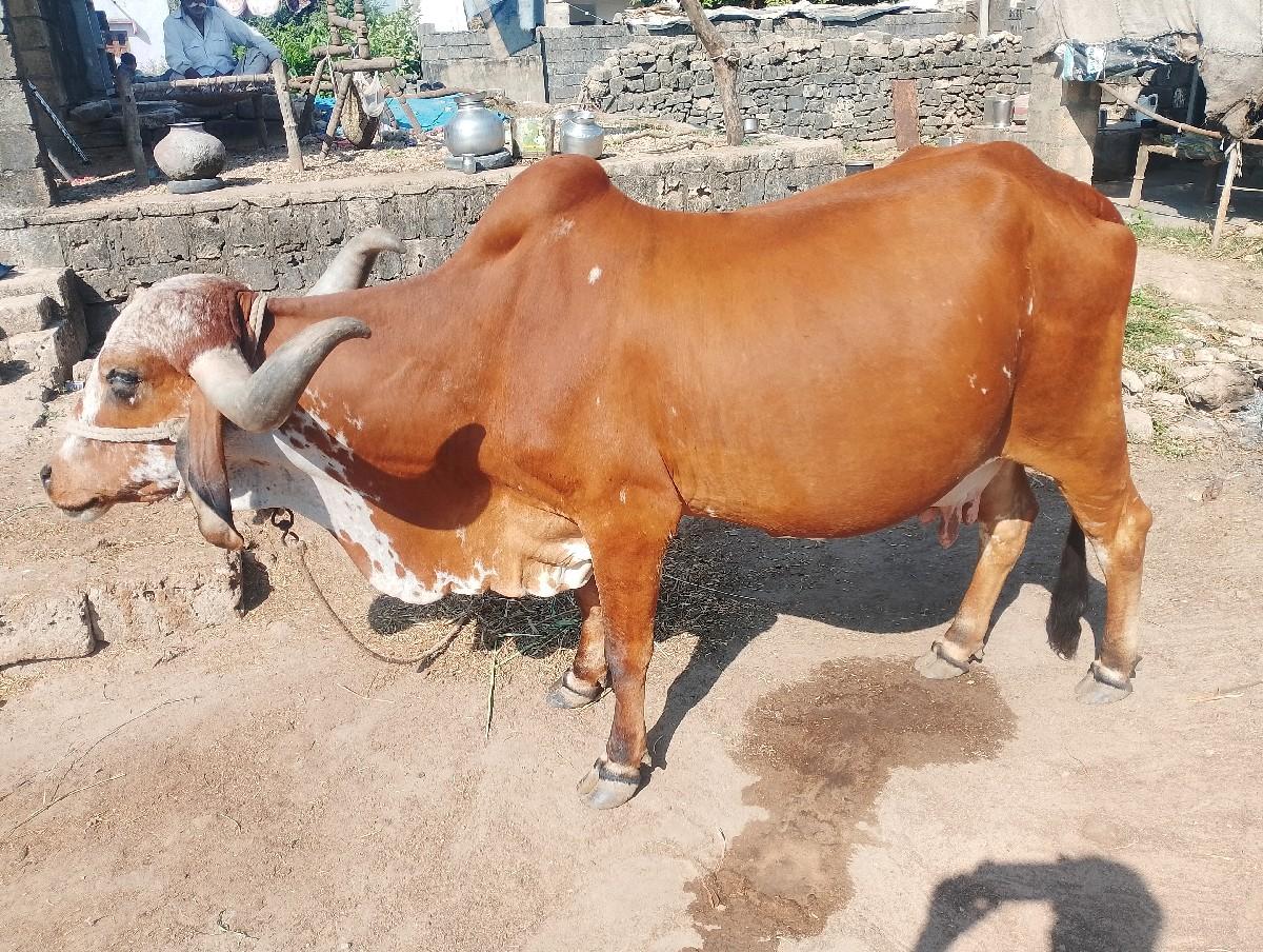 થંબનેલ 2