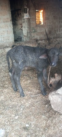 પાડો વેચવાનો સે