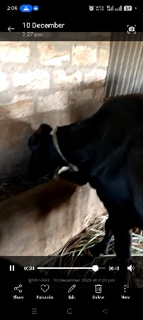 ગાય દુધ 3