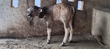 થંબનેલ 3