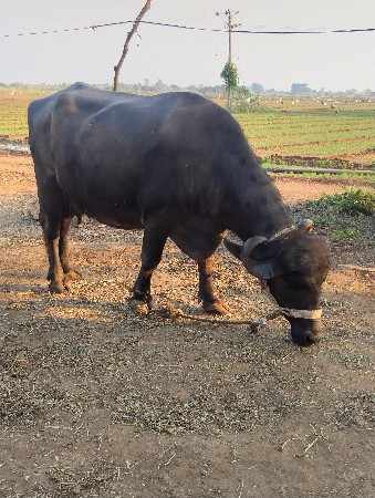 थंबनेल 3