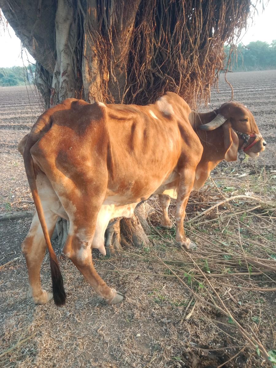 થંબનેલ 2