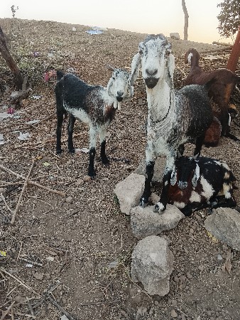 Pati Bakra veshvana se dujana