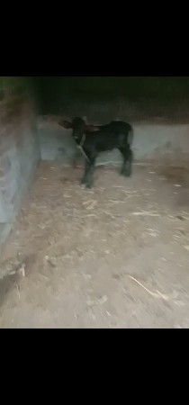 ભેસ બીજું વેતર