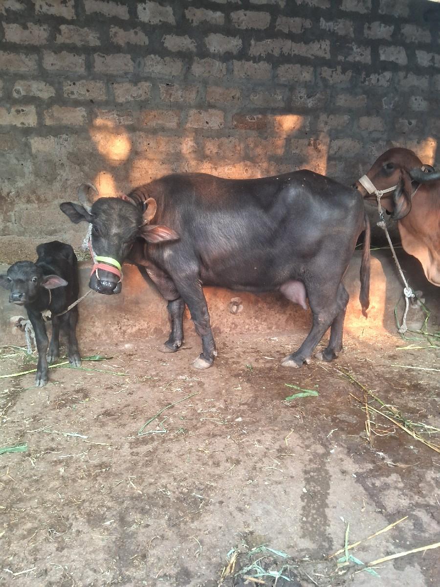 બે ખડેલી વેસવાનીછે 2વેતર મા છે