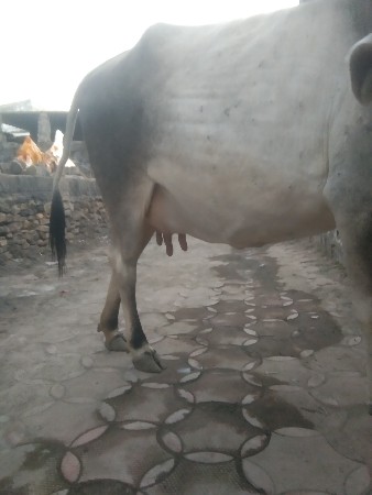 ગાય વૅચવાની છૅ