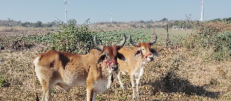 थंबनेल 3