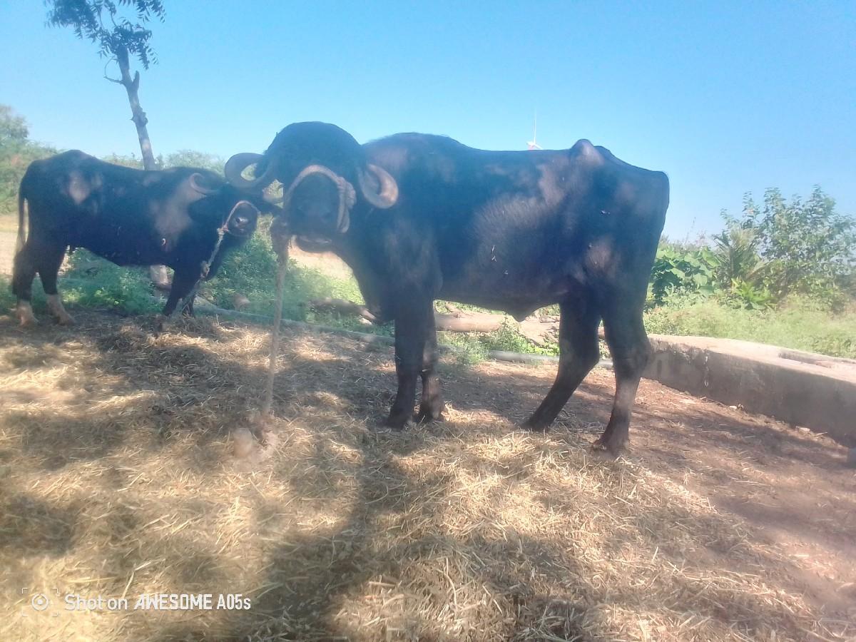 ખડેલી વેચવાની છે