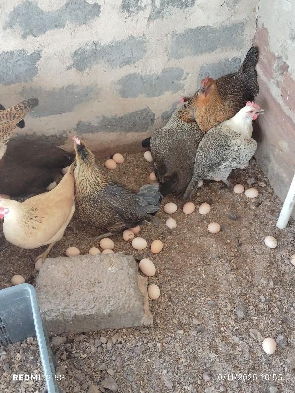 સોનાલી મુ