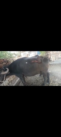 બેસવાની છે