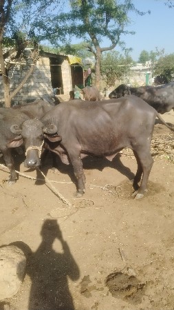 थंबनेल 2