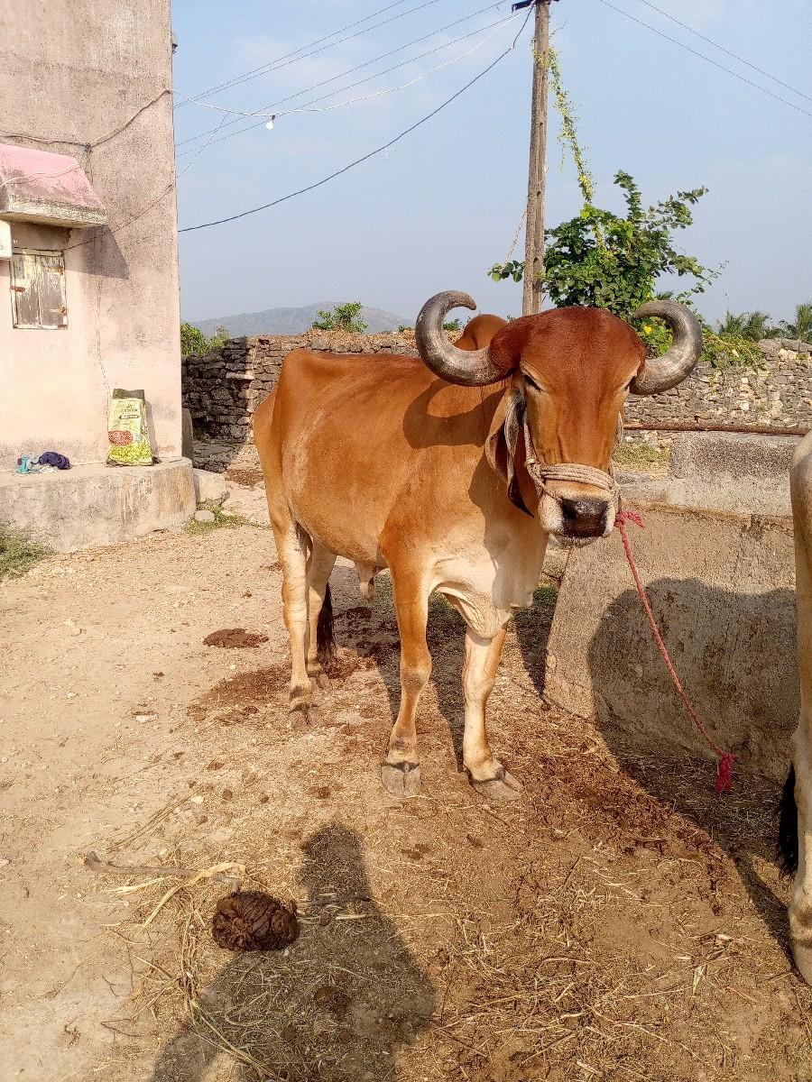 થંબનેલ 2