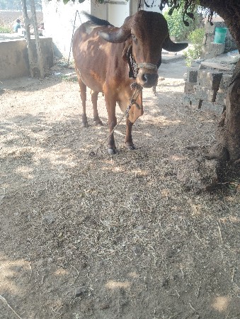 थंबनेल 2