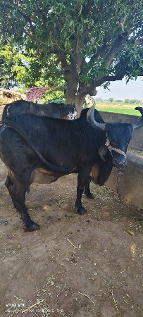 વેશવાની સે