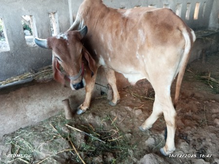 થંબનેલ 3