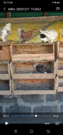 थंबनेल 2