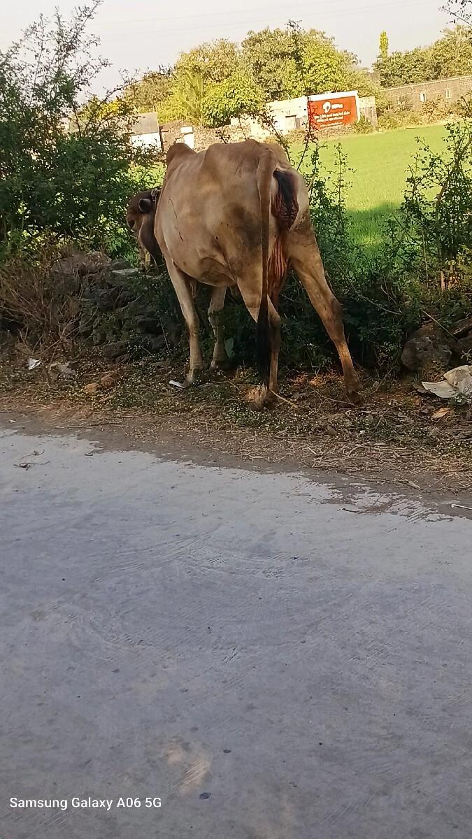 થંબનેલ 2