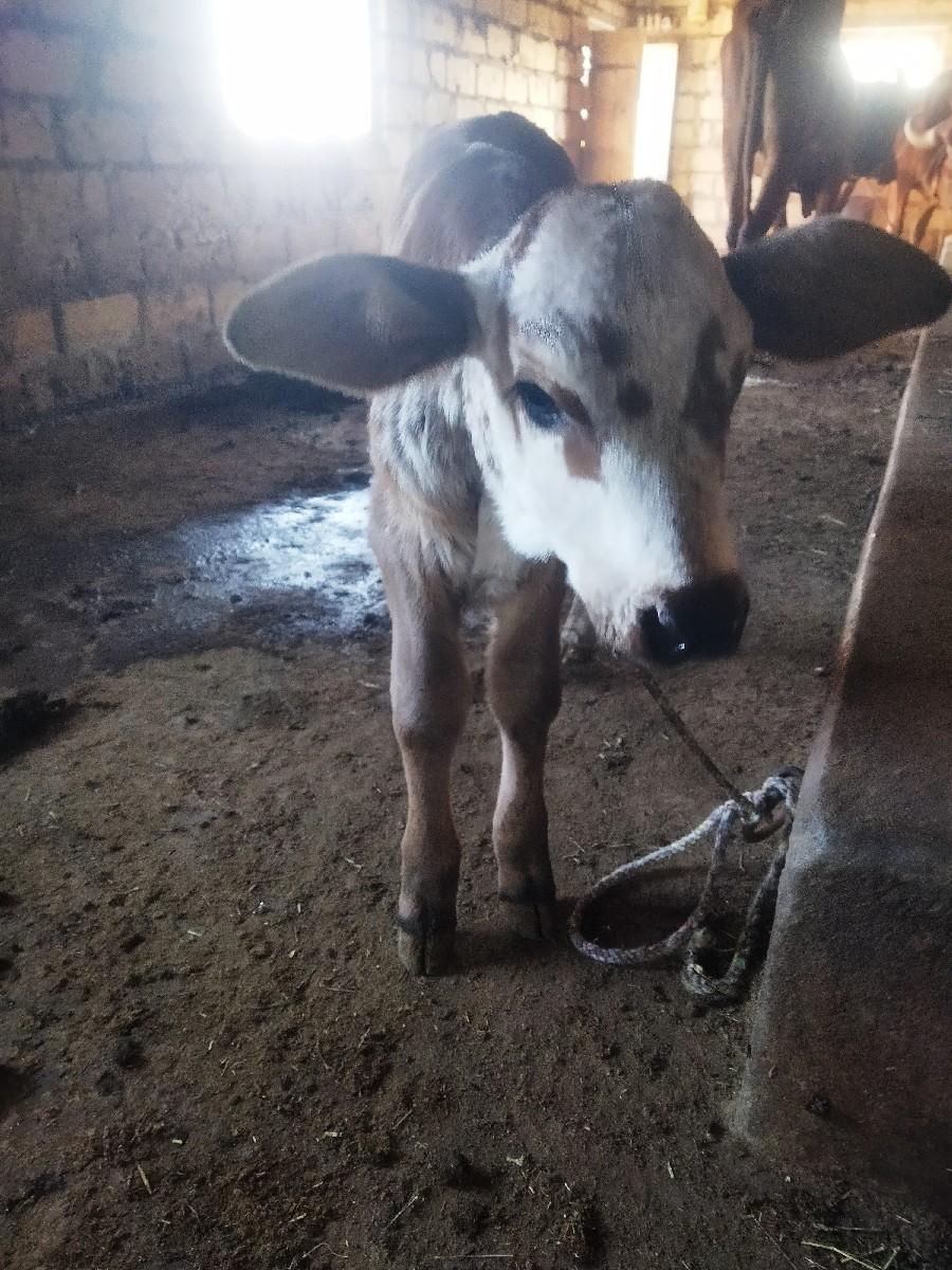 थंबनेल 3