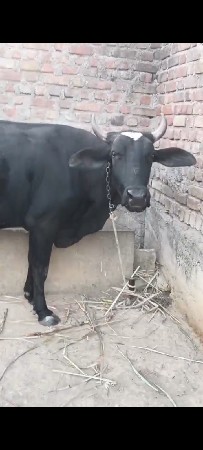 ઓટકી વેચવાની છે