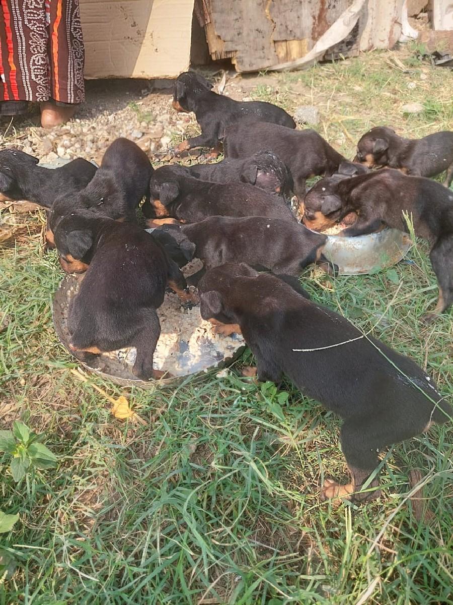 ડોબર ગુલુડીયા આપવાના છે